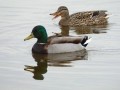 14-DSC07206-Wilde-Eend.