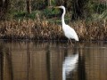16-DSC07129-Grote-Zilverreiger