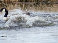 19-DSC07293-Canadese-Gans.