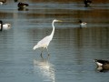 21-DSC07393-Grote-Zilverreiger.