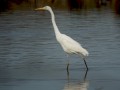 22-DSC07395-Grote-Zilverreiger.