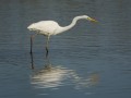 23-DSC07415-Grote-Zilverreiger.