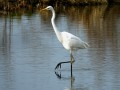 24-DSC07422-Grote-Zilverreiger.
