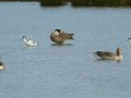 26-DSC07465-Kluten-Canadese-Gans-Grauwe-Gans.