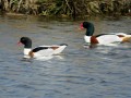 28-DSC07740-Bergeenden-vr-m.