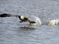 30-DSC07759-Canadese-Gans.