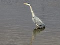 34-DSC09891-Blauwe-Reiger.
