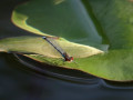 04-DSC03717-