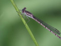 07-DSC04247-