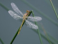 11-DSC04269-