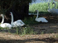 16-DSC03740-