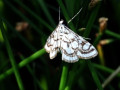 17-DSC02924-