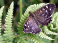 31-DSC04390-