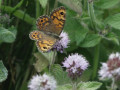 34-DSC04215-