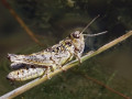 35-DSC04520-
