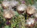 36-DSC04495-