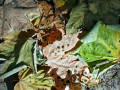 37-DSC04535-