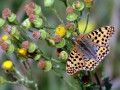 38-DSC04607-