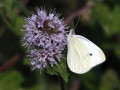 41-DSC04650-