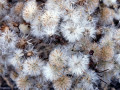 44-DSC04086-