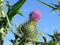 DSC04516 Speerdistel.