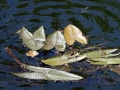 DSC04933 Waterplanten, Oosterkanaal.