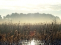 010 DSC04679 Tegenlicht, Groot Zwarte Veld.