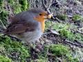 012 DSC04826 Roodborst