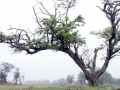 DSC03513 Oude Meidoorn, Palmveld