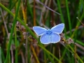 DSC05778 Blauwtje.