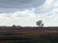DSC05858 Regen, Groot Zwarteveld.