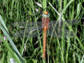19-DSC05307-