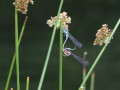 25-DSC05411