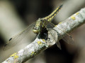 37-DSC05662-