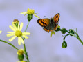 42-DSC05733-