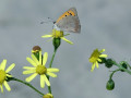43-DSC05741-