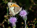45-DSC05778-