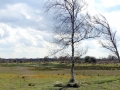 001 DSC09294 Westhoek