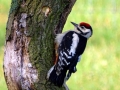 018 DSC00697 G.B.Specht juv