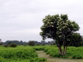 021 DSC00729 Vlierboom,Keeteberg