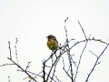 023 DSC00754 Roodborsttapuit +