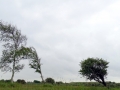 030 DSC00768 Westhoek