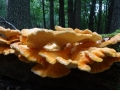 008 DSC02078 Zwavelzwam