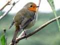 016 DSC02282 Roodborst