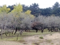 022 DSC02442 Naaldenbos