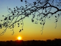 DSC03497 Beuk, Zonsopkomst