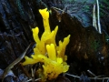 DSC03537 Clavulinopsis fusiformis