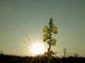 08-DSC03402-Zonsopkomst-Gewone-teunisbloem.