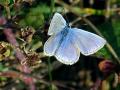 09-DSC03383-Icarusblauwtje.