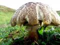 15-DSC01459-Panterchampignon.